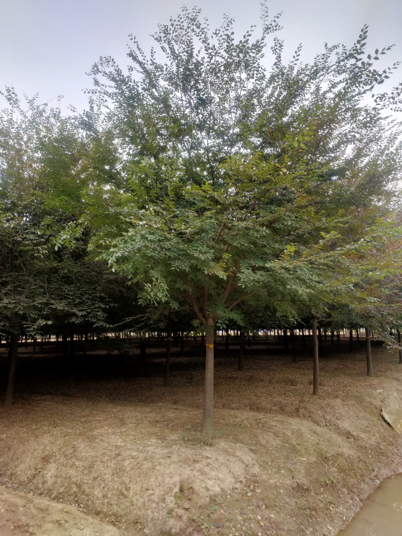 榉树基地，色泽鲜艳，植株健壮，各种规格齐全