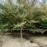 榉树基地，色泽鲜艳，植株健壮，各种规格齐全