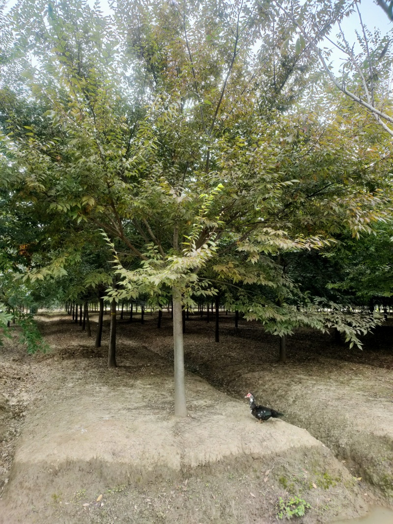 榉树基地，色泽鲜艳，植株健壮，各种规格齐全