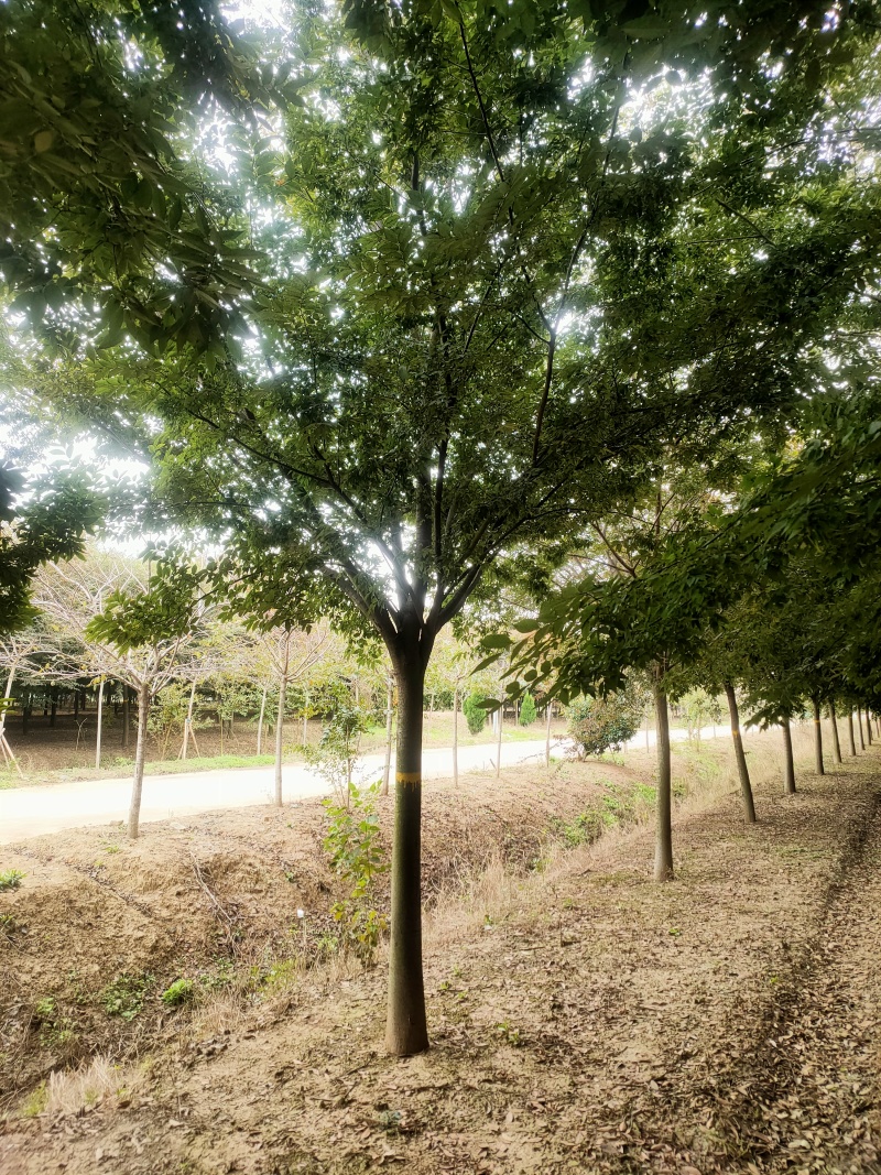 榉树基地，色泽鲜艳，植株健壮，各种规格齐全