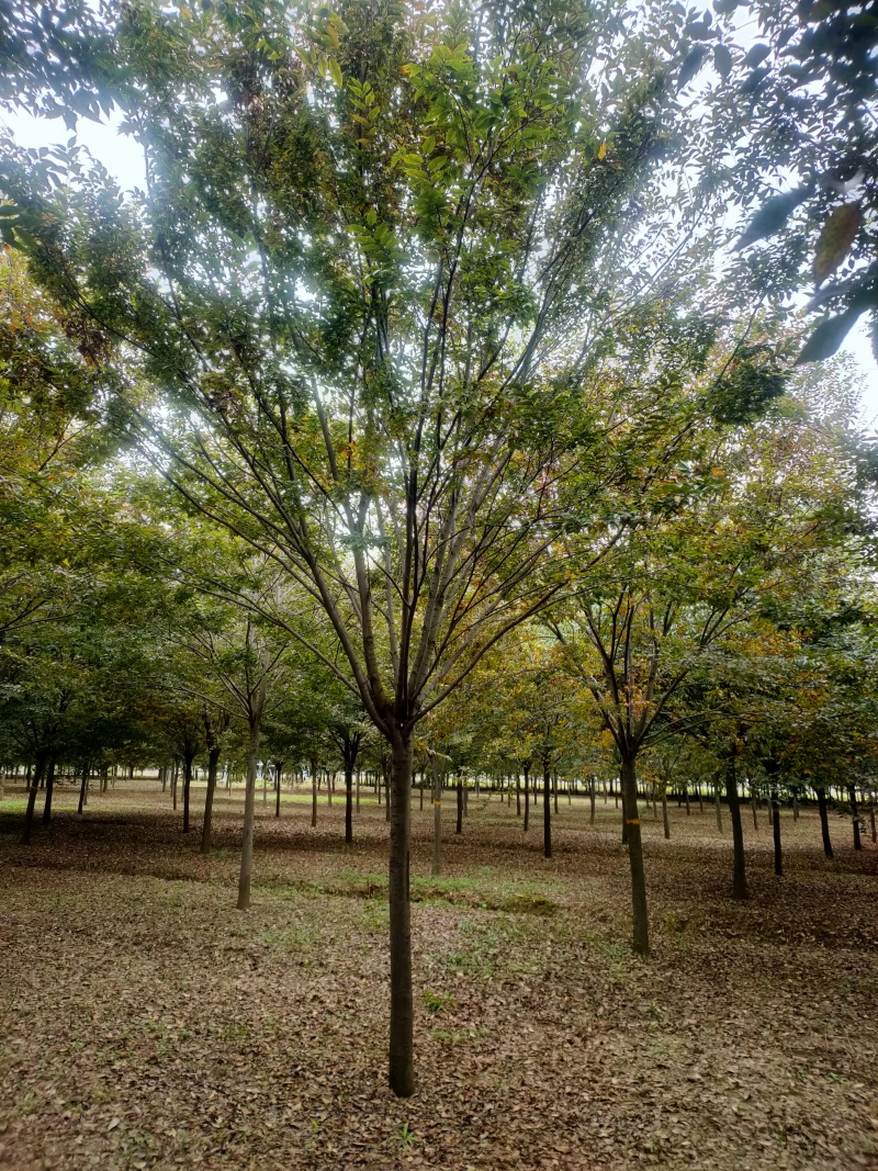 榉树基地，色泽鲜艳，植株健壮，各种规格齐全