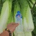 精品绍菜