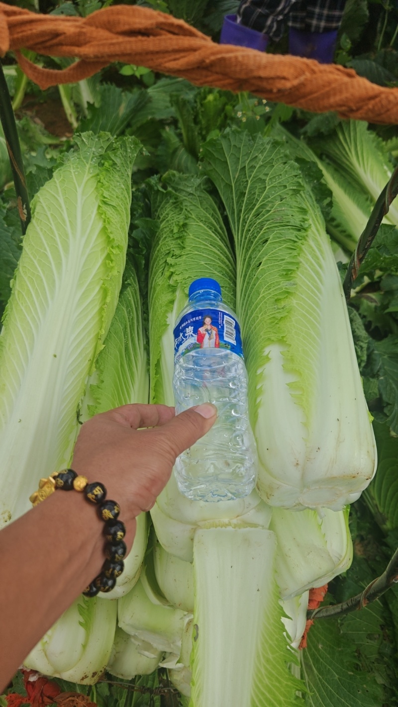 精品绍菜