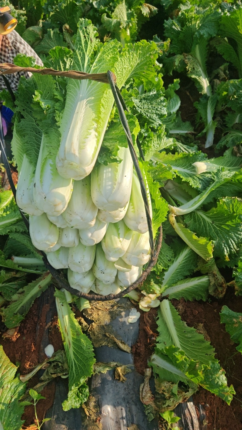 精品绍菜