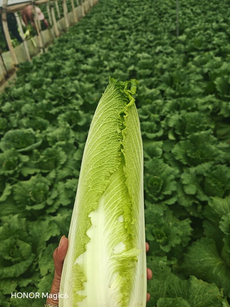 精品绍菜