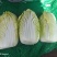大娃娃菜1斤以上，没有开花没有虫