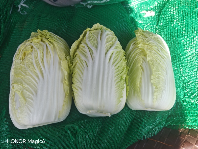 大娃娃菜1斤以上，没有开花没有虫