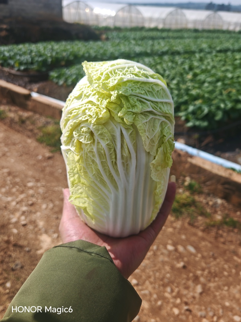 大娃娃菜1斤以上，没有开花没有虫