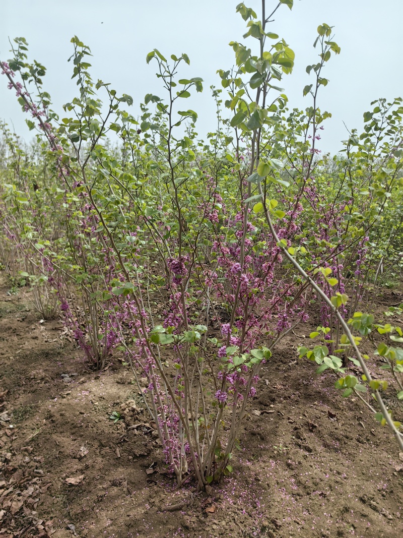 紫荆基地，杯苗地苗，色泽鲜艳，植株健壮，各种规格齐全
