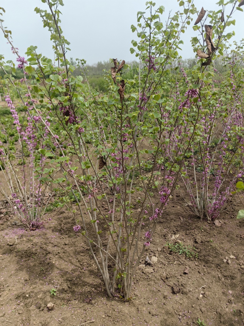 紫荆基地，杯苗地苗，色泽鲜艳，植株健壮，各种规格齐全