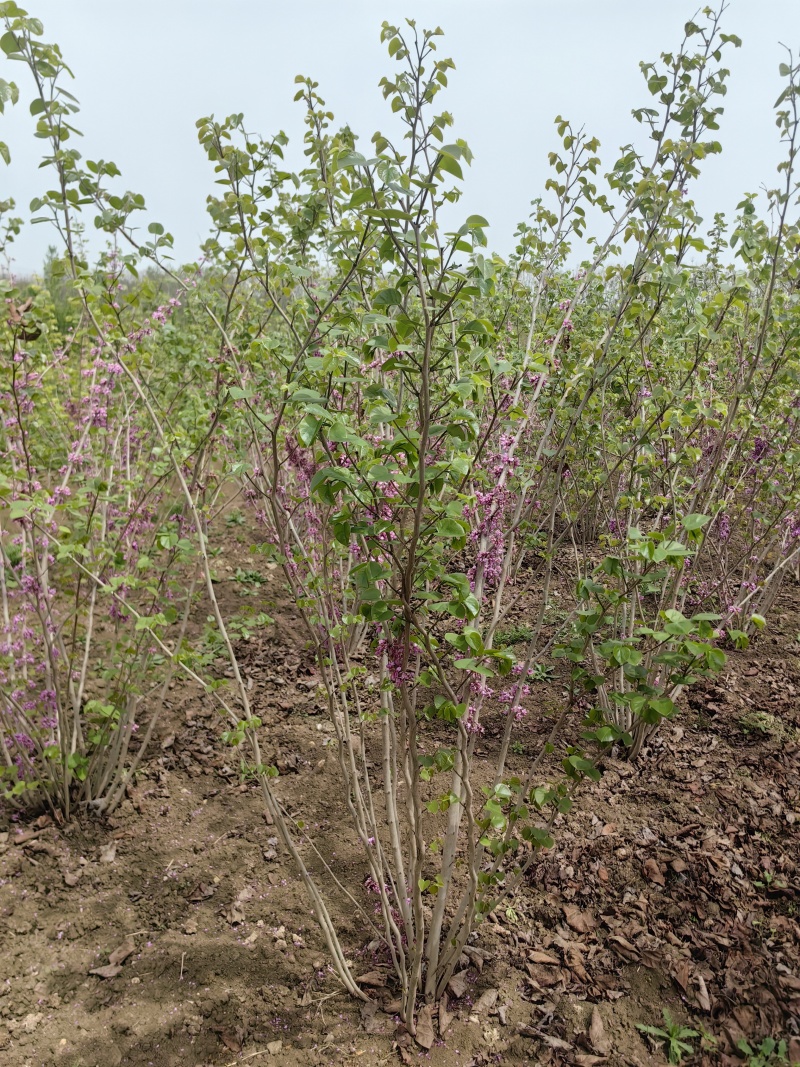 紫荆基地，杯苗地苗，色泽鲜艳，植株健壮，各种规格齐全