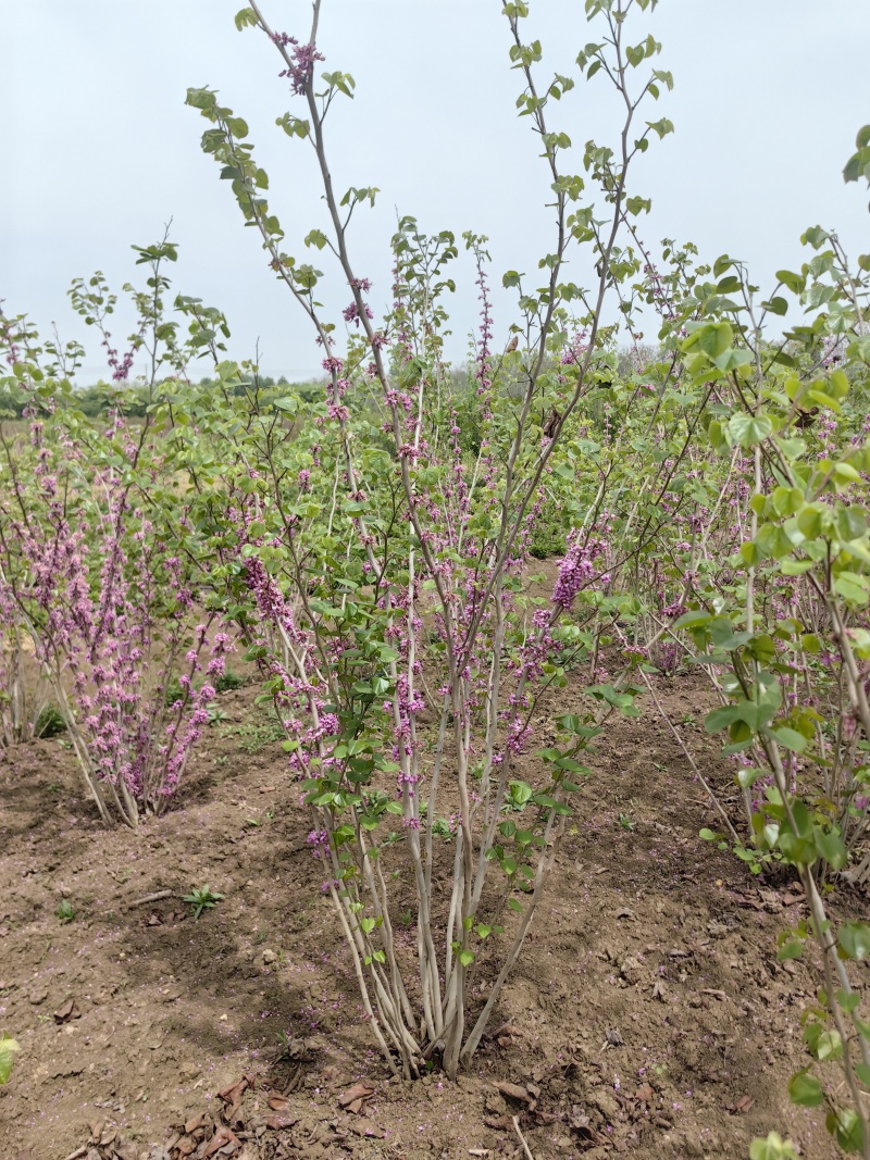 紫荆基地，杯苗地苗，色泽鲜艳，植株健壮，各种规格齐全