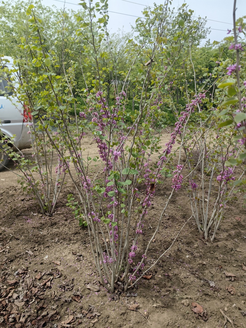 紫荆基地，杯苗地苗，色泽鲜艳，植株健壮，各种规格齐全