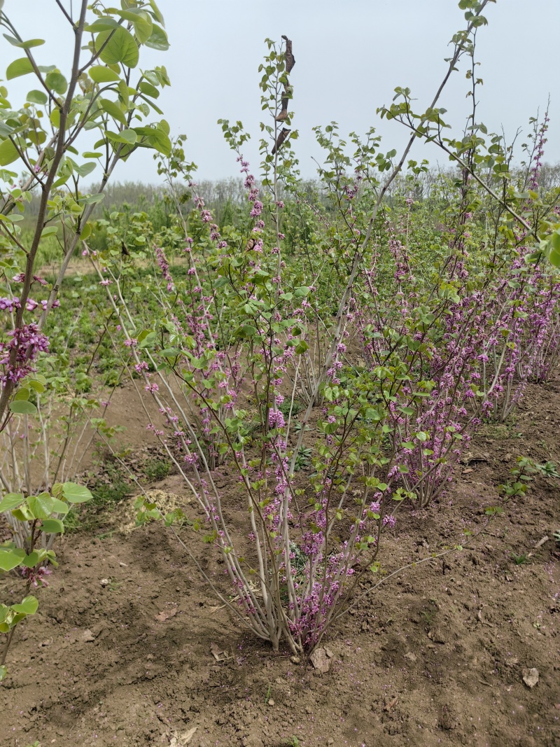 紫荆基地，杯苗地苗，色泽鲜艳，植株健壮，各种规格齐全