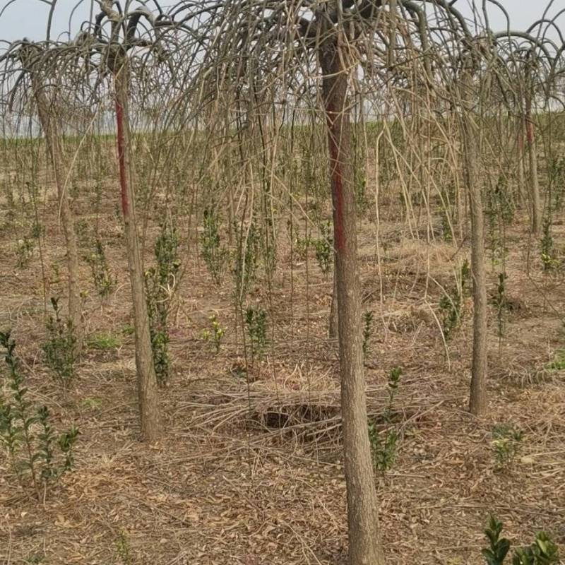 龙爪槐基地，杯苗地苗，色泽鲜艳，植株健壮，各种规格齐全