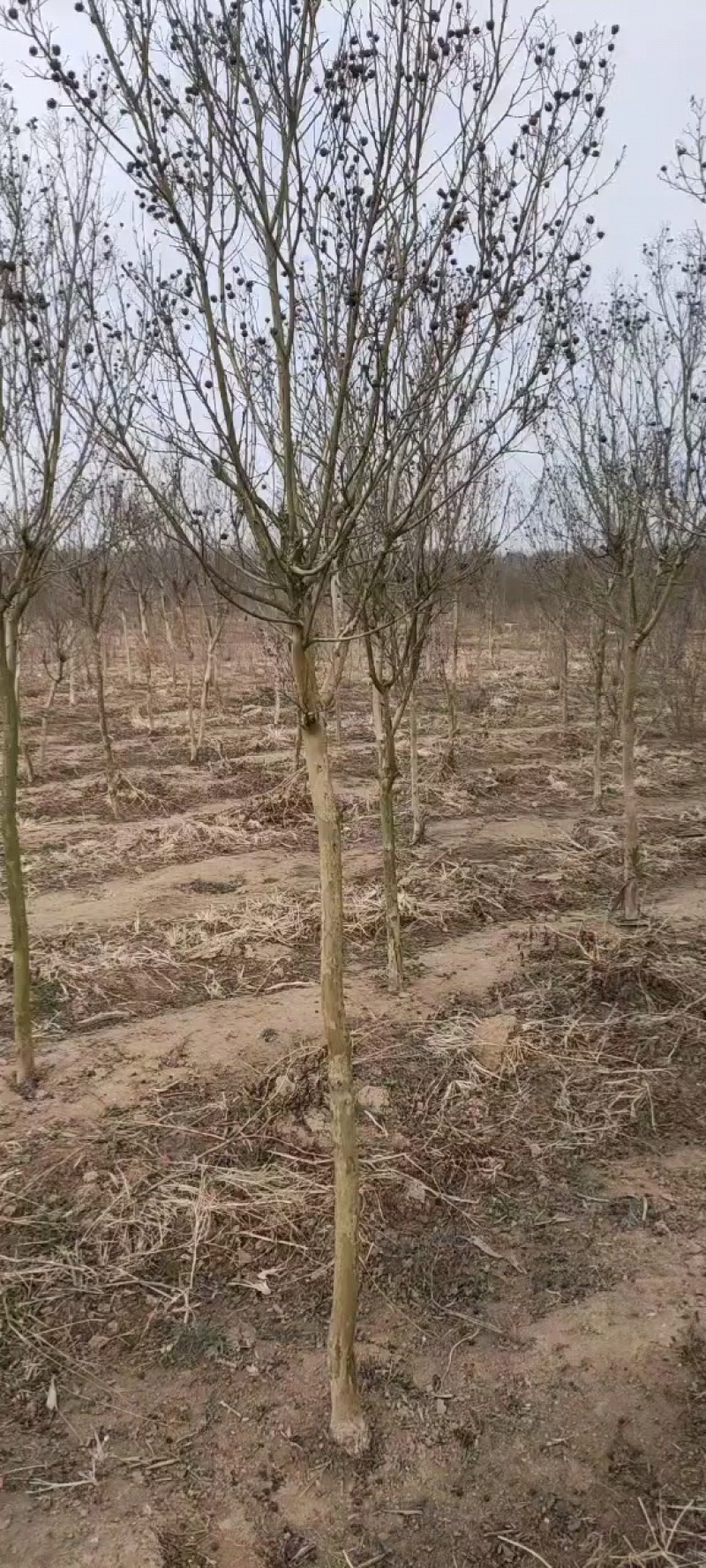 龙爪槐基地，杯苗地苗，色泽鲜艳，植株健壮，各种规格齐全
