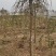 龙爪槐基地，杯苗地苗，色泽鲜艳，植株健壮，各种规格齐全