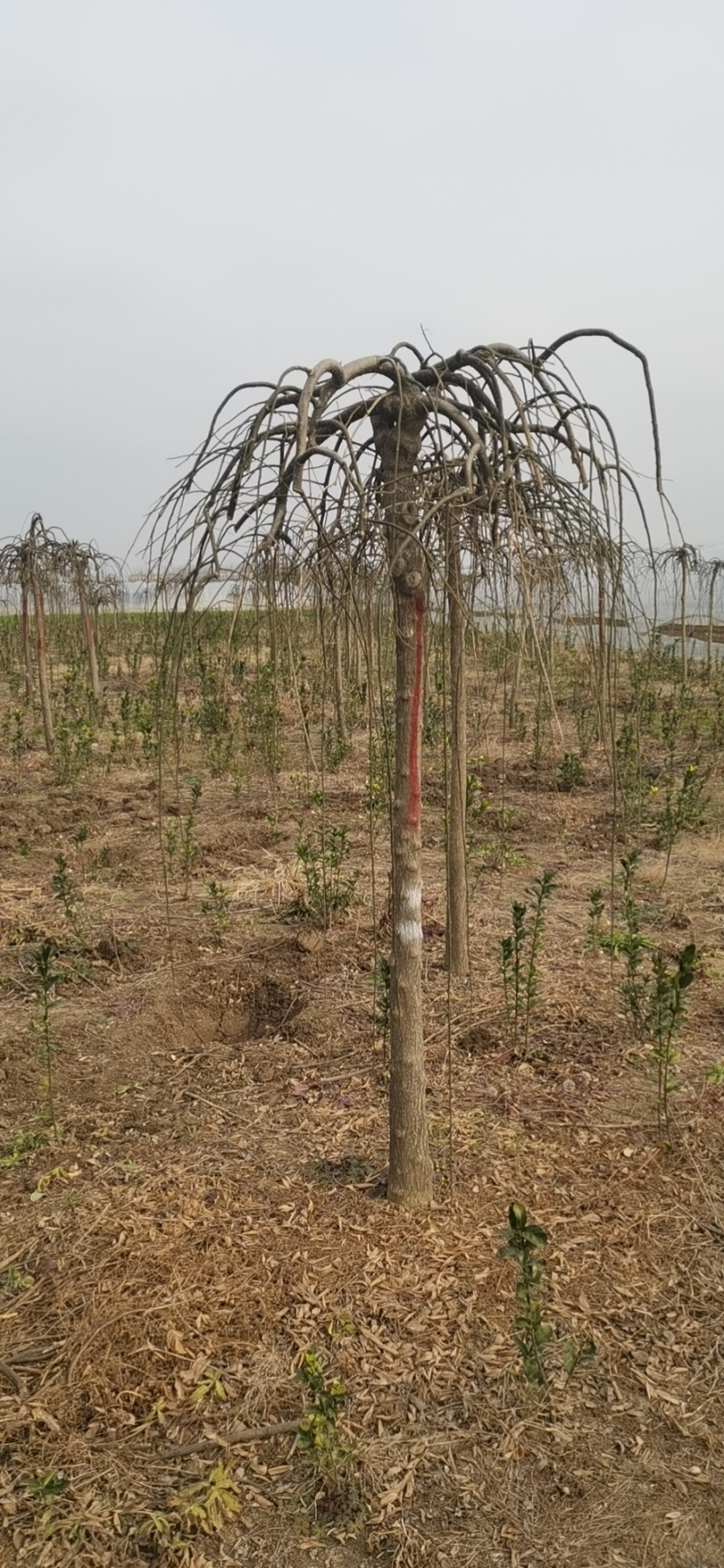 龙爪槐基地，杯苗地苗，色泽鲜艳，植株健壮，各种规格齐全