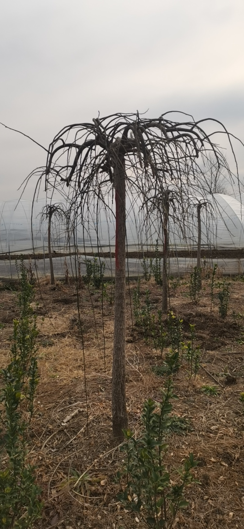 龙爪槐基地，杯苗地苗，色泽鲜艳，植株健壮，各种规格齐全