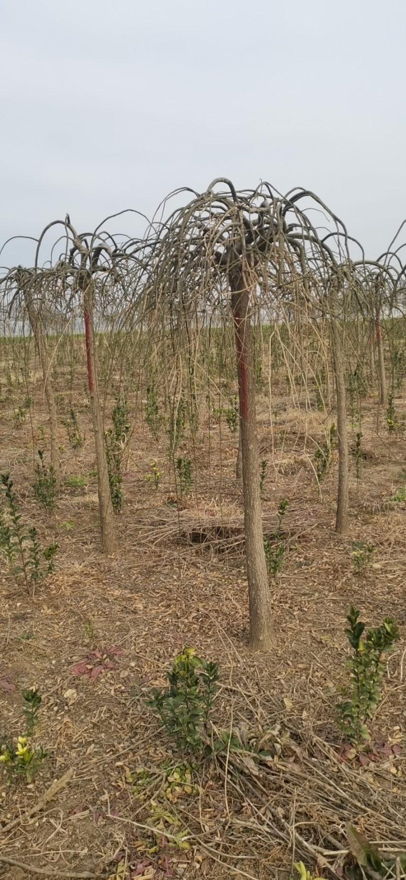 龙爪槐基地，杯苗地苗，色泽鲜艳，植株健壮，各种规格齐全