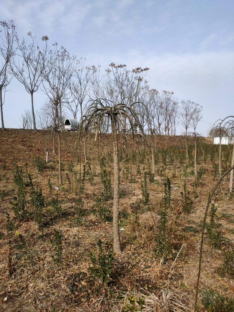 龙爪槐基地，杯苗地苗，色泽鲜艳，植株健壮，各种规格齐全