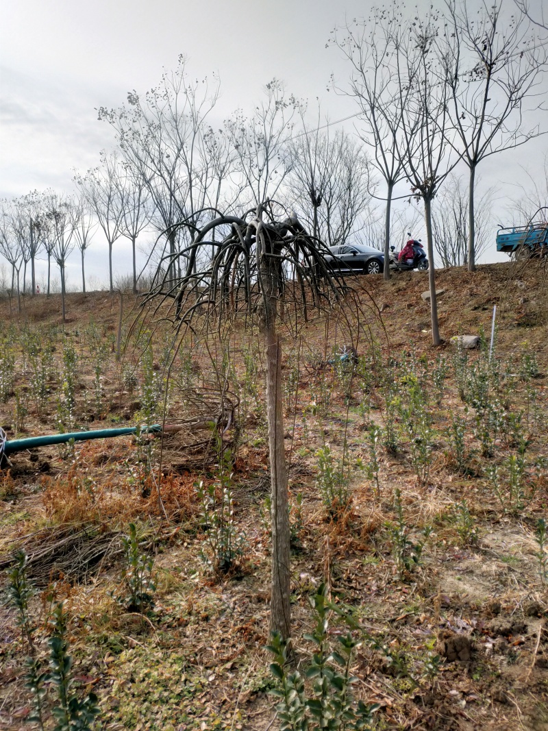 龙爪槐基地，杯苗地苗，色泽鲜艳，植株健壮，各种规格齐全
