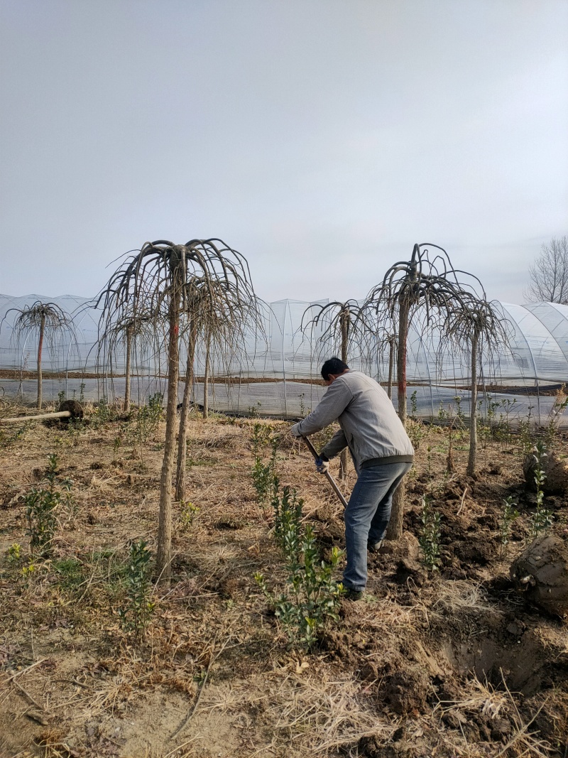 龙爪槐基地，杯苗地苗，色泽鲜艳，植株健壮，各种规格齐全