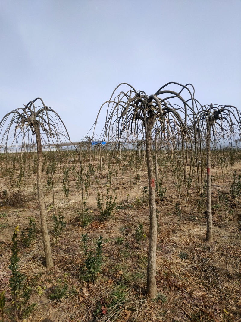 龙爪槐基地，杯苗地苗，色泽鲜艳，植株健壮，各种规格齐全