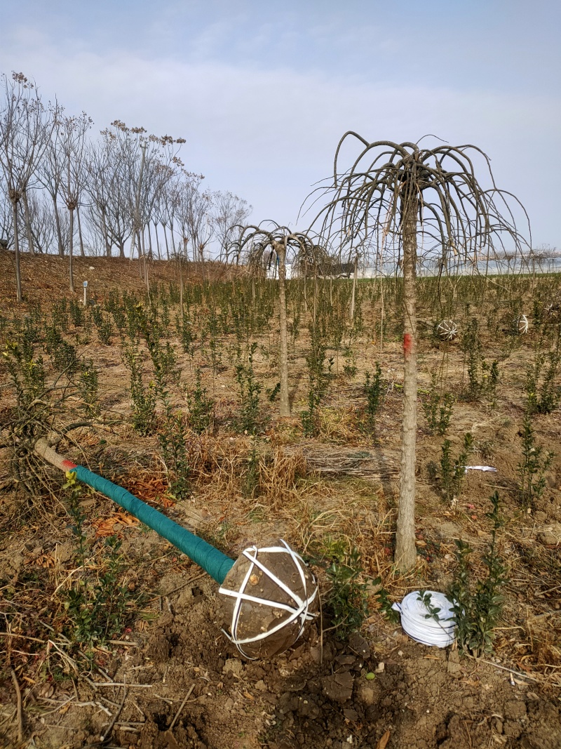 龙爪槐基地，杯苗地苗，色泽鲜艳，植株健壮，各种规格齐全