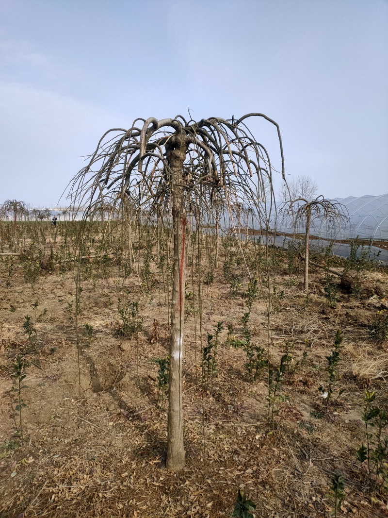 龙爪槐基地，杯苗地苗，色泽鲜艳，植株健壮，各种规格齐全