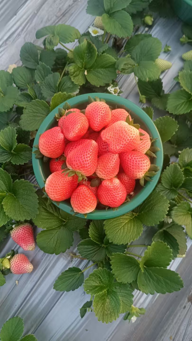 河南越秀草莓基地直供品质保障按需配货对接批发零售