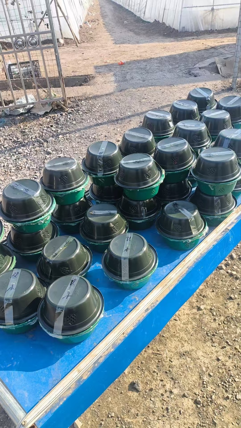 河南越秀草莓基地直供品质保障按需配货对接批发零售