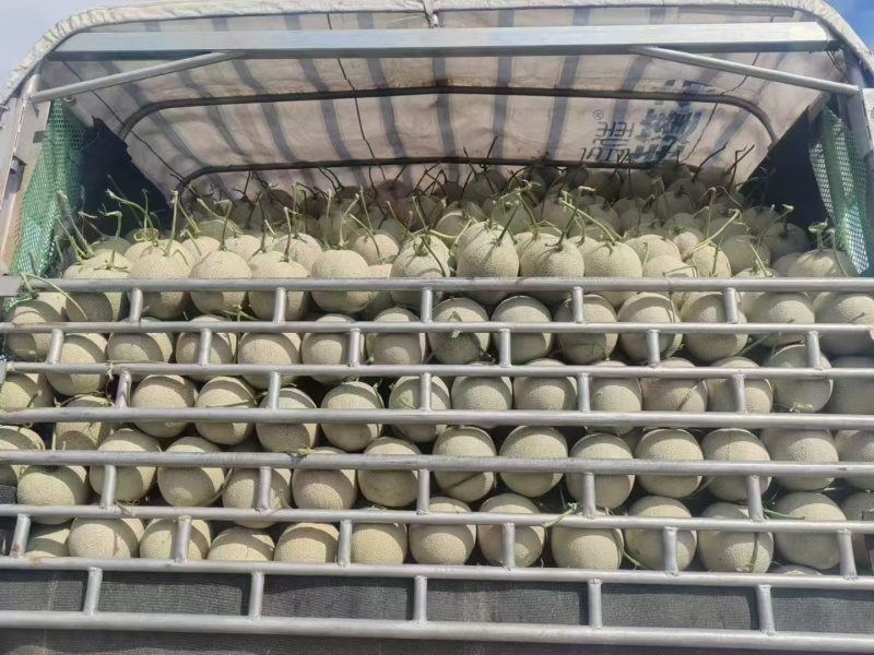 海南产地网纹瓜大量现货供应，规格齐全，可视频看货