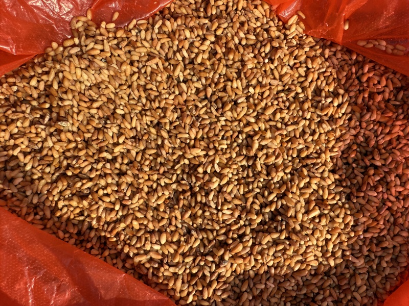 优质柏子仁柏籽仁无硫熏货