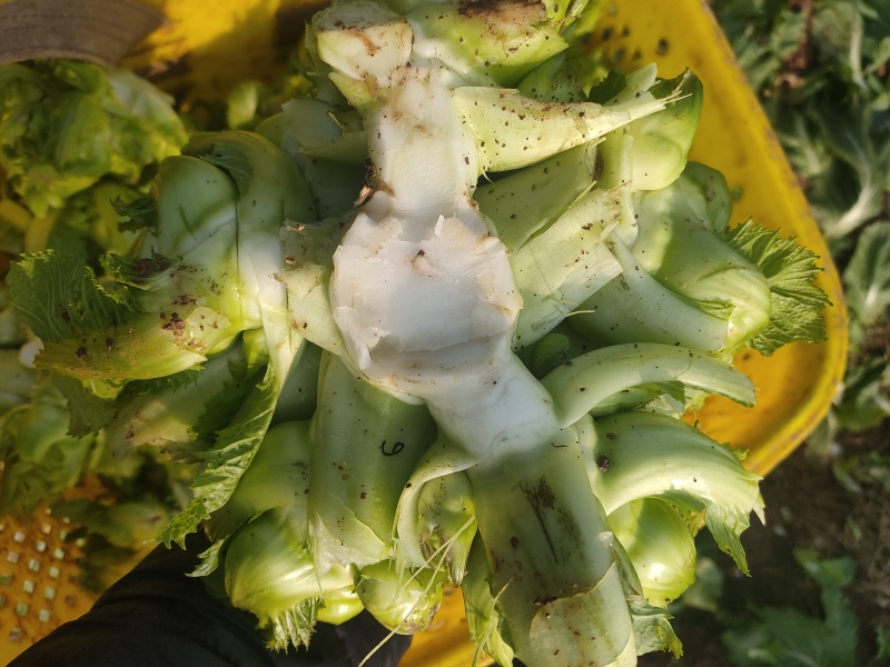 儿菜