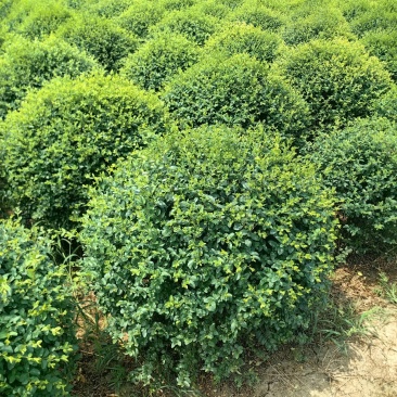 小叶女贞基地，，色泽鲜艳，植株健壮，各种规格齐全