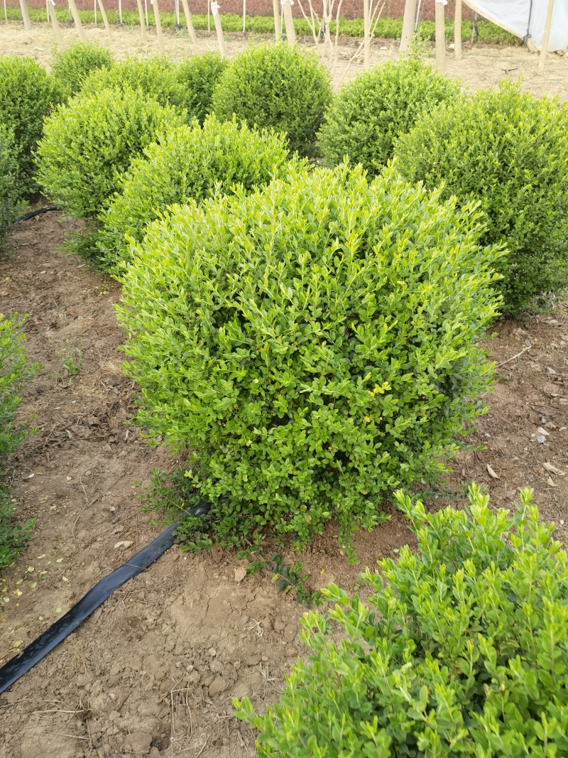 小叶女贞基地，，色泽鲜艳，植株健壮，各种规格齐全