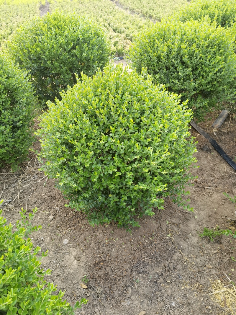 小叶女贞基地，，色泽鲜艳，植株健壮，各种规格齐全