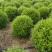 小叶女贞基地，，色泽鲜艳，植株健壮，各种规格齐全