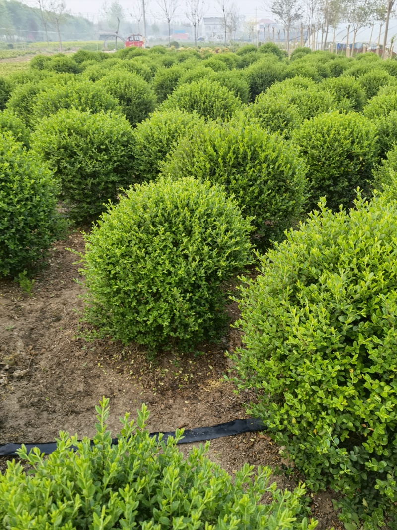小叶女贞基地，，色泽鲜艳，植株健壮，各种规格齐全