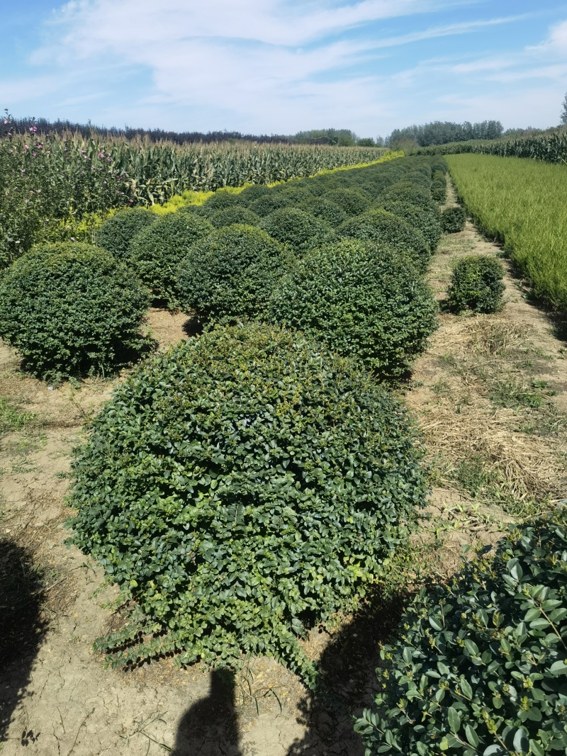 小叶女贞基地，，色泽鲜艳，植株健壮，各种规格齐全