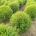 小叶女贞基地，，色泽鲜艳，植株健壮，各种规格齐全