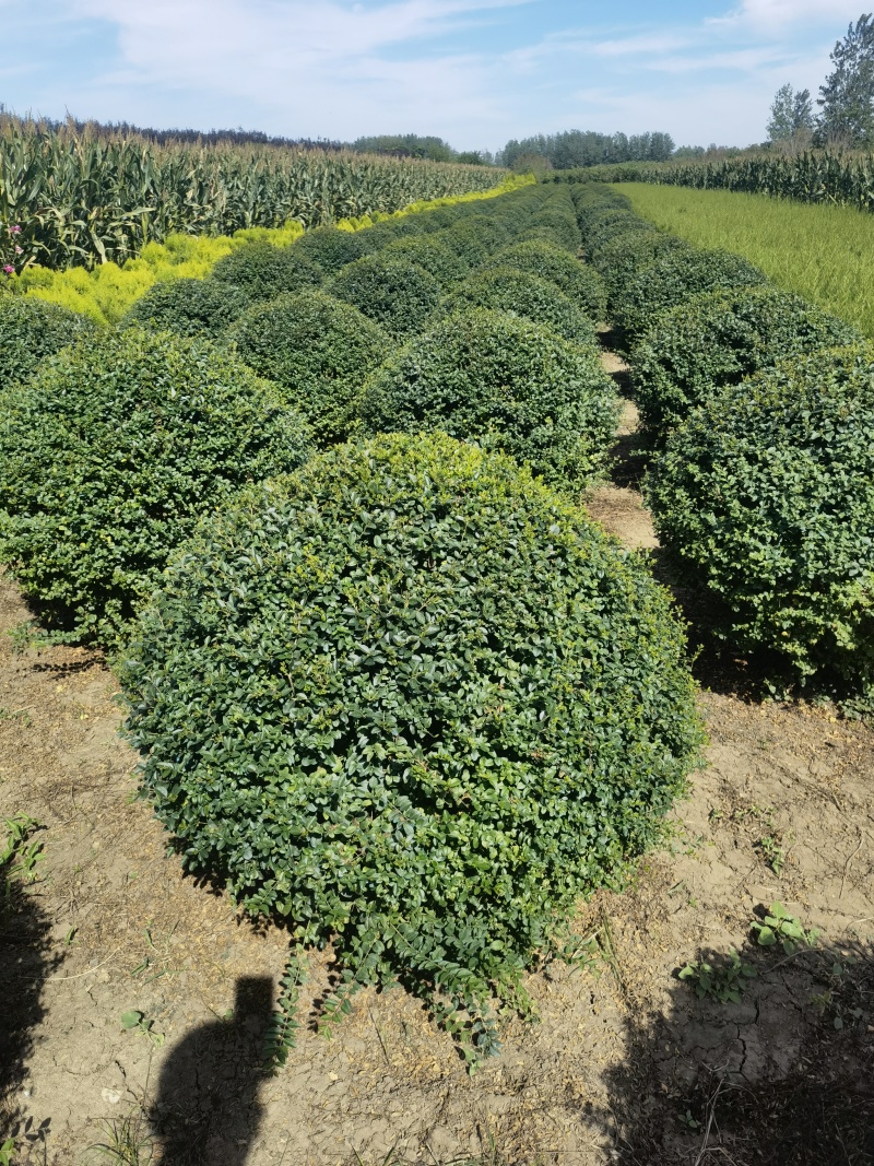 小叶女贞基地，，色泽鲜艳，植株健壮，各种规格齐全