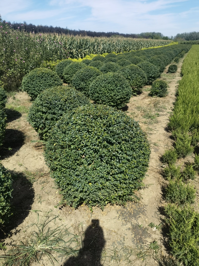 小叶女贞基地，，色泽鲜艳，植株健壮，各种规格齐全
