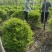 小叶女贞基地，，色泽鲜艳，植株健壮，各种规格齐全