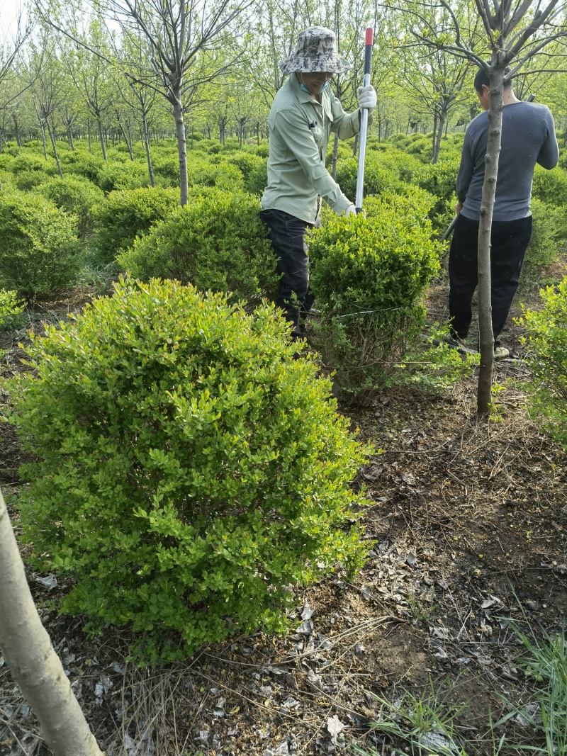 小叶女贞基地，，色泽鲜艳，植株健壮，各种规格齐全