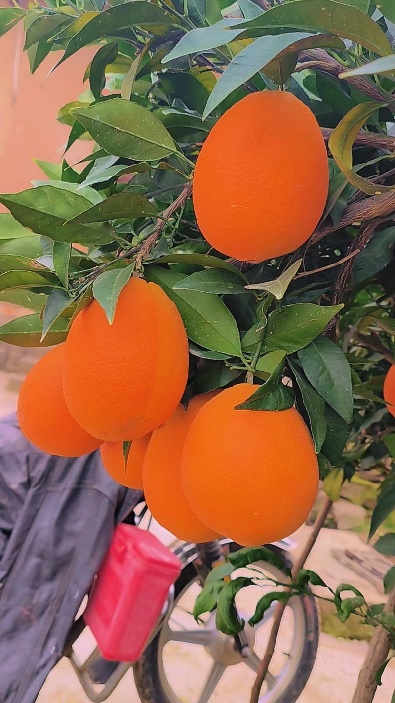 纽荷尔橙子果面光滑果色橙红肉质脆嫩化渣