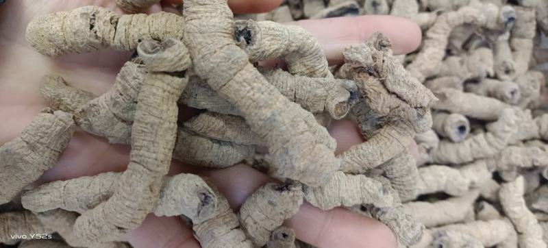 巴戟天药材我们只做正品，需要的老板放心下单