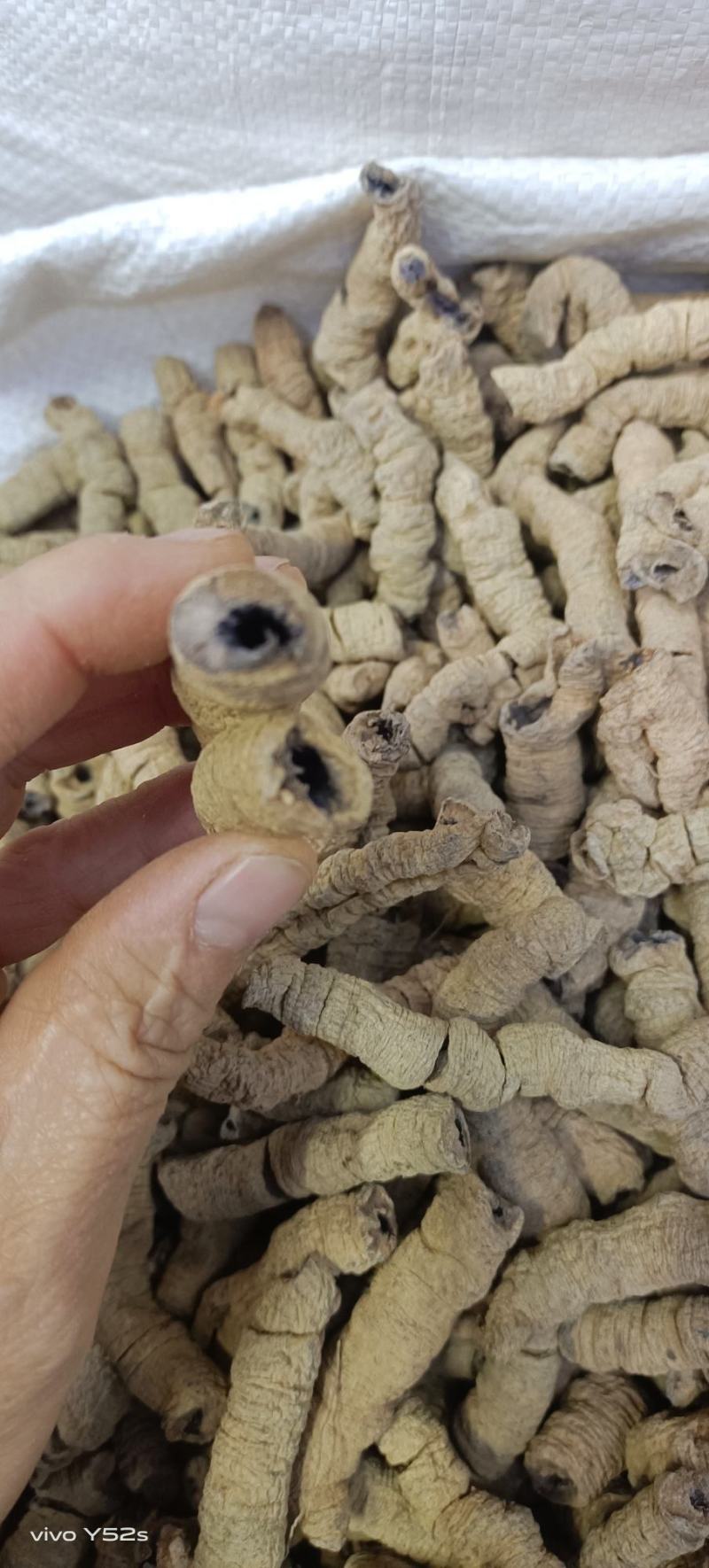 巴戟天药材我们只做正品，需要的老板放心下单