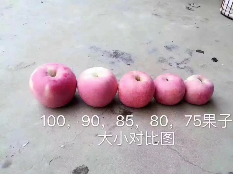 栖霞红富士苹果上市了，需要的老板赶紧联系我吧个头大